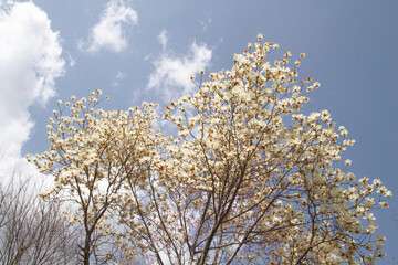 コブシ　コブシの花