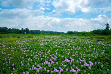 Beautiful landscape photography, Paddy field filled with Water Hyacinth flowers under a blue and white cloudy sky Kerala