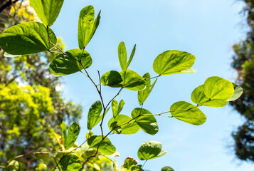 Fototapeta na wymiar Green leaves in summer season, sunny morning day, natural texture.