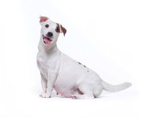 Little white pregnant jack russell terrier dog