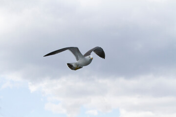 ウミネコ　カモメ　水鳥