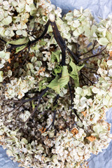 Still life flower arrangement with Hortesia in horn of plenty made of branches. Hydrangea