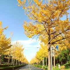 autumn road