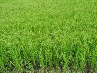 Green paddy rice ears field, Cereal crop in tropical, Dense group of plants on dirt land, Plantation area in Thailand