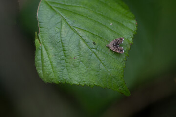 Brennnessel-Spreizflügelfalter (Anthophila fabriciana )