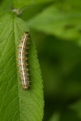 Brombeer-Perlmuttfalter (Brenthis daphne)