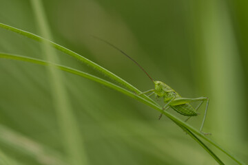 Grünes Heupferd (Tettigonia viridissima) Nymphe
