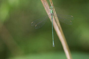 Kleine Binsenjungfer (Lestes virens)