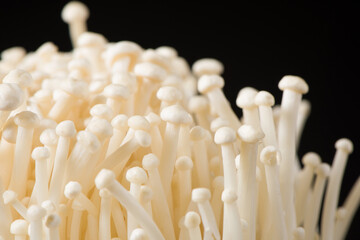 Enoki mushroom, Golden needle mushroom on black background