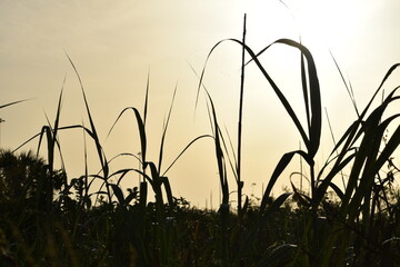 Sunset behind tall swamp grass in Louisiana