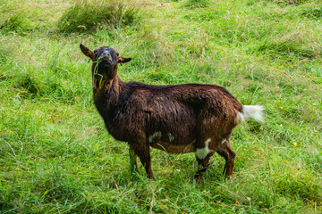 Ziege
