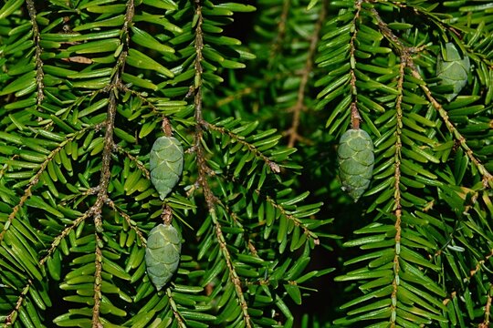 Green immature cones and short shiny needles on coniferous Eastern Hemlock tree, also called eastern hemlock-spruce or Canadian Hemlock, latin name Tsuga Canadensis, in summer late afternoon sun
