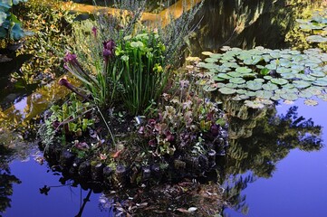 Small artificial islet with various carnivorous plants from Sarracenia (Pitcher Plant), Drosera and Dionaea family, placed in park pond, summer evening sunshine. Some water lilies are in background.