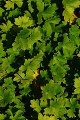 Green decorative texture of Dalmatian Cranesbill leaves , latin name Geranium dalmaticum, in summer afternoon sunshine. 