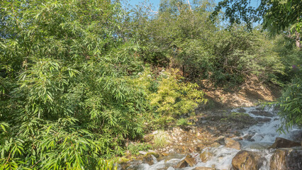 A mountain stream flows down over the rocks. The water is bubbling, foaming. The green branches of the trees bent over the water. Blue sky. A summer day. Kamchatka