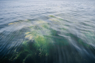 Naklejka na ściany i meble Algae under the clear water of the lake.