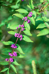 ムラサキシキブ