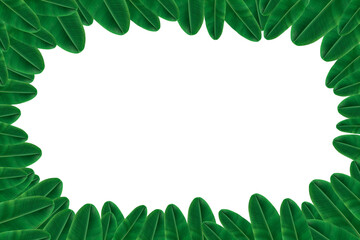 Banana leaves are taken and placed on a separate white background and isolated.