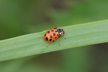 Fototapeta premium Hippodamia tredecimpunctata, commonly known as the thirteen-spot ladybeetle on green grass, is a species of lady bug. Beetle Ladybird Hippodamia tredecimpunctata. Horizontal