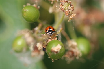 Adonis ladybird also known as variegated ladybug Hippodamia variegata on plant in the wild, full face, selective focus