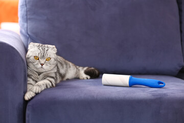 Cute cat and lint roller on sofa