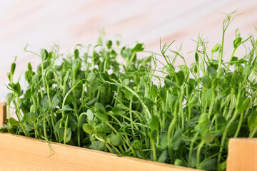 Fresh micro green sprouts, closeup