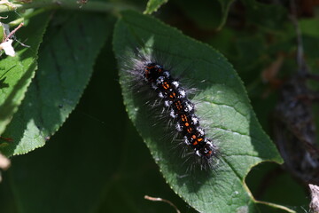 Caterpillar of the Yellow-tail moth (Euproctis similis), black larva with orange warning color and long hairs on a green leaf with copy space, macro closeup, selected focus, narrow depth of field