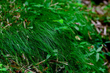 dew on grass