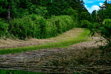 Obraz premium path in the forest