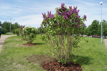 Park of the 300th anniversary of St. petersburg