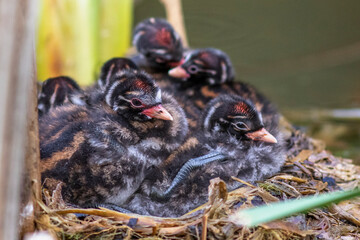 Zwergtaucher (Tachybaptus  Jungvögel, Küken im Nest