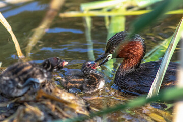 Zwergtaucher (Tachybaptus ruficollis) Junge werden gefüttert