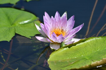 カラフルな睡蓮の花」