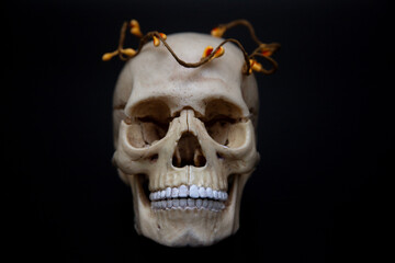 Human skull in a wreath on a black background. Halloween, day of the dead, october 31, scary, horrible gothic background. Anatomical skull.

