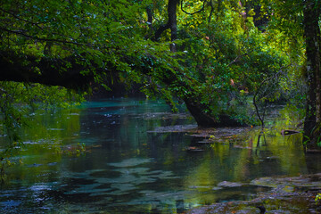 Rainy day at Rainbow Springs State Park in Florida