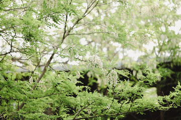 Black locust tree in full bloom on vibrant afternoon