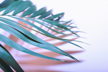 Fresh tropical palm leaf on color background, closeup