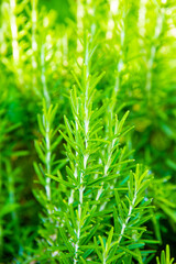 Juicy green rosemary growing in the garden in summer on a sunny day, vertical photo