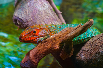 ジャングルに潜むギアナカイマントカゲ