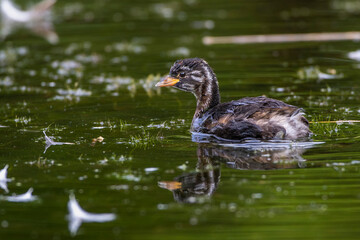 Zwergtaucher (Tachybaptus ruficollis)