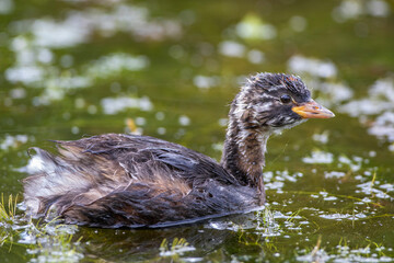 Zwergtaucher (Tachybaptus ruficollis)