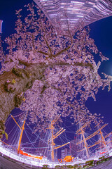 桜と横浜ランドマークタワーとにっぽん丸