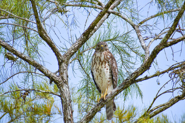 Broad-Winged Hawk perched in a tree in Big Cypress National Preserve, Florida