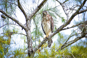 Broad-Winged Hawk perched in a tree in Big Cypress National Preserve, Florida