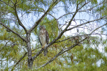 Broad-Winged Hawk perched in a tree in Big Cypress National Preserve, Florida