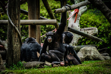 ジャングルに佇むポーズを取っているチンパンジー