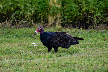 Turkey vulture in the swamp grass