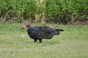 Turkey vulture in the swamp grass