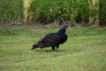 Turkey vulture standing in grass