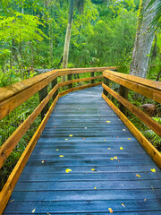 Elevated wooden boardwalk for hiking in Rainbow Springs